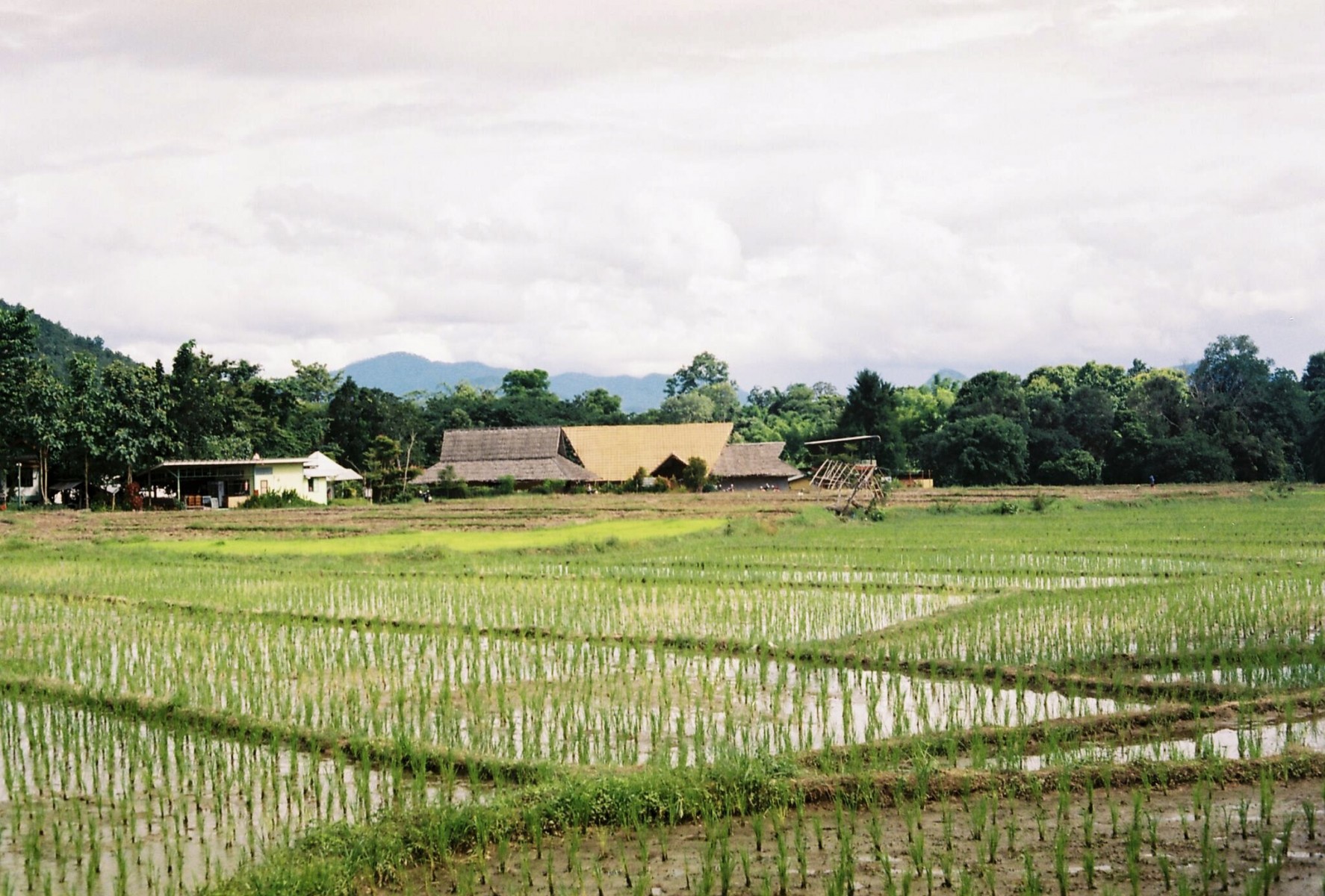 Agriculture projects could scale to places like Pai, Thailand