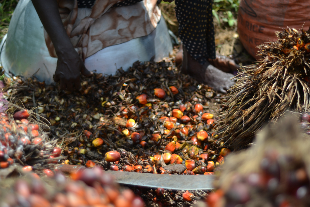 palm fruit processing