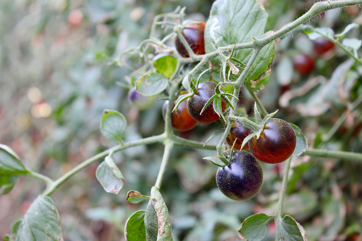 tomatoes growing on vine