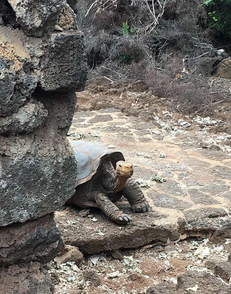 giant tortoise in the Galapagos