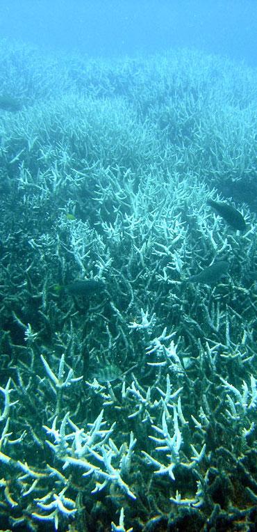 Bleached coral reefs were one of the many topics discussed at COP27. Here, coral is seen underwater with white discoloration.