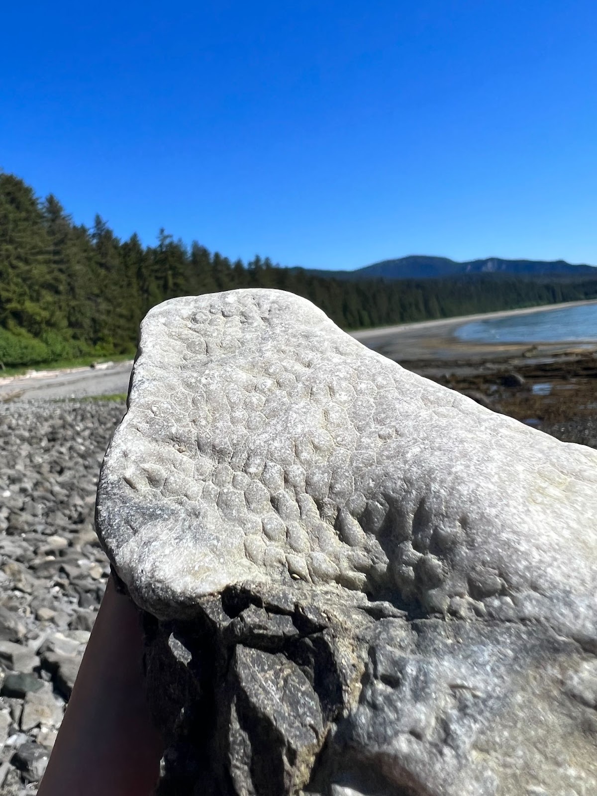 A small grey rock with fishlike scales is held up along a rocky coastline, framed by evergreen trees and before a blue sky.