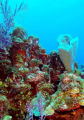 A colorful and diverse coral reef growing under the ocean.